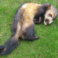 Ferret Polecat